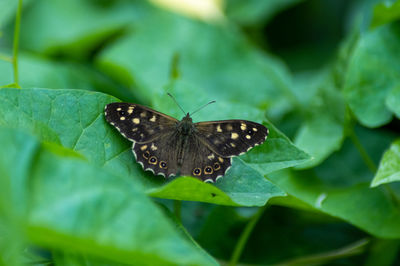 Close-up of butterfly on leaves