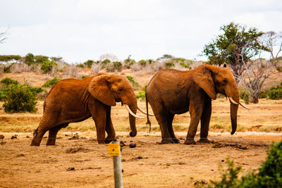 Side view of elephants on field at tsavo east national park