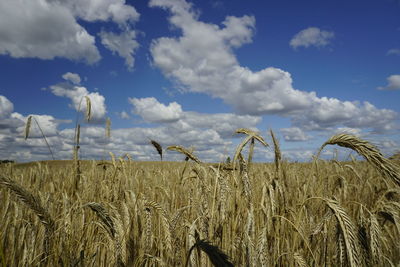 Scenic view of wheat field against sky