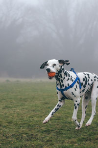 Dog carrying ball in mouth while running on field during foggy weather