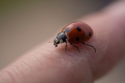 Close-up of ladybug on hand