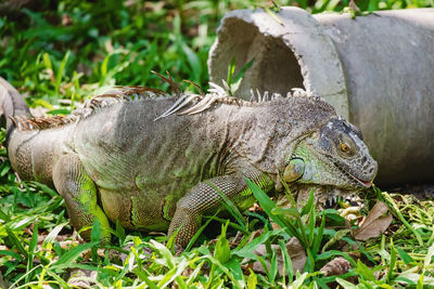 Side view of a turtle on field