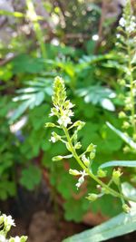 Close-up of plant