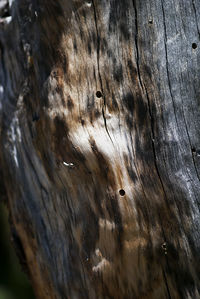 Close-up of lizard on tree