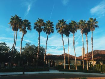 Palm trees against blue sky