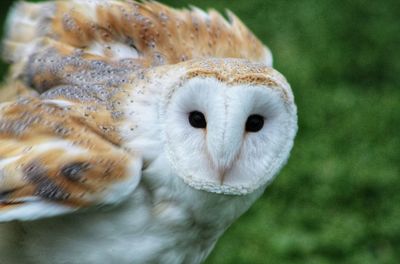 Close-up portrait of owl