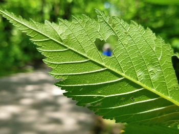 Close-up of green leaf