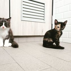 Portrait of cat sitting on floor