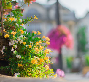 Close-up of flowers blooming outdoors