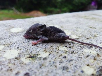 Dead rat lying on ground