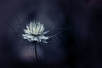 Close-up of white dandelion flower