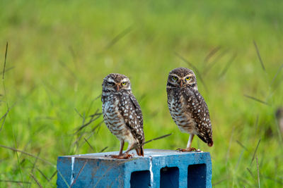 Owls on grass field