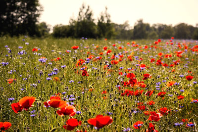 Close-up of poppies on field against sky