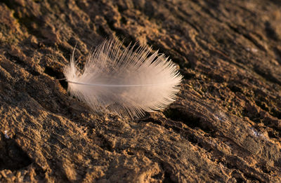 Close-up of feather