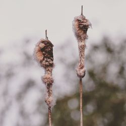 Close-up of plant against blurred background