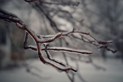 Close-up of frozen plant