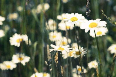 Close-up of white daisy flowers