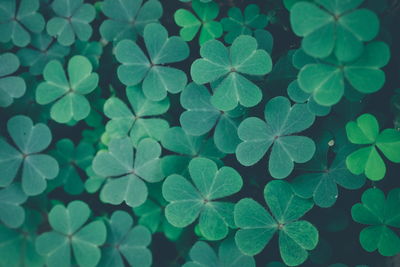 Shamrocks of green background