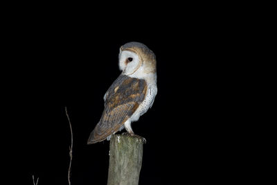 Close-up of owl perching on wooden post over black background