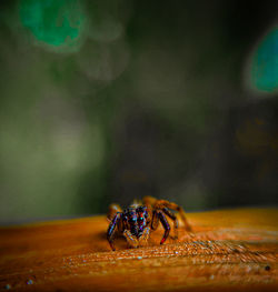 Close-up of spider