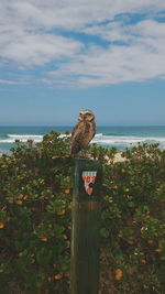 Owl on wooden post against sea