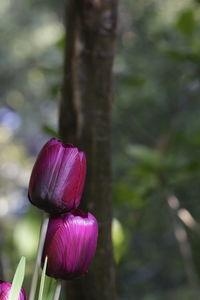 Close-up of pink flower buds