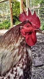 Close-up of rooster