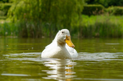 Duck swimming in a lake