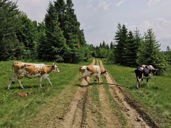 Cows on field against sky