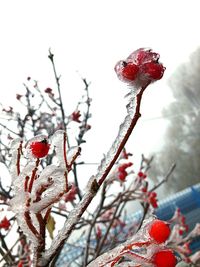 Close-up of frozen plant