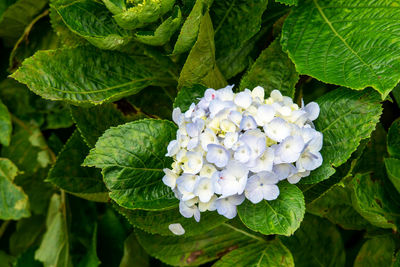 Close-up of white flowering plant