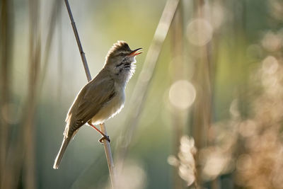 Close-up of bird perching on a plant