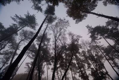Low angle view of trees in forest against sky