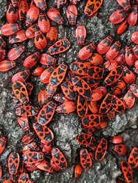 Full frame shot of red chili peppers