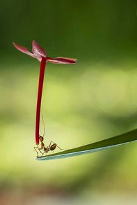 Close-up of plant against blurred background