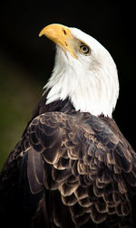 Close-up of eagle perching outdoors