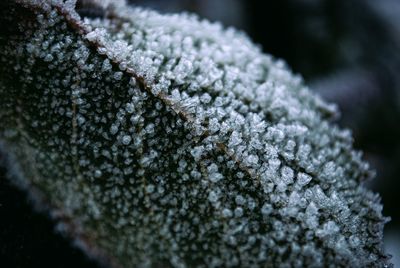 Close-up of snow