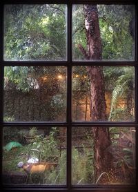 Close-up of cat in forest seen through window