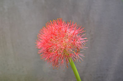 Close-up of red flower