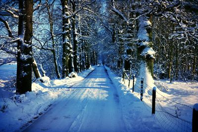 Snow covered trees