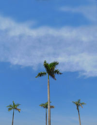 Low angle view of coconut palm tree against sky