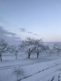 Trees on snow covered land against sky