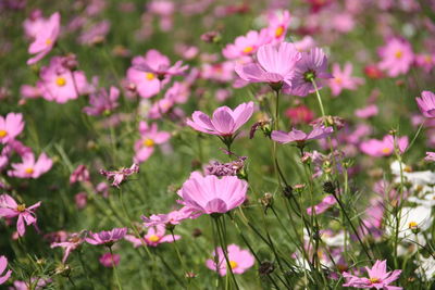 Close-up of pink cosmos flowers on field