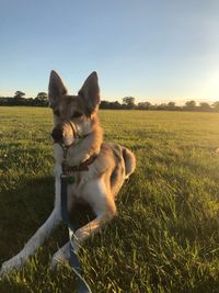 Dog on field