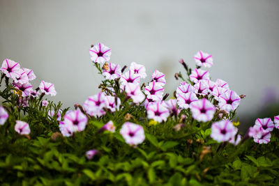 Close-up of pink flowering plants on field