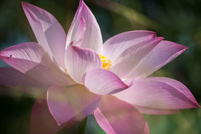 Close-up of pink flowers blooming outdoors