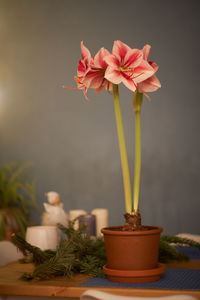 Close-up of potted plant on table
