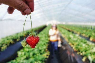 Close-up of hand holding strawberry