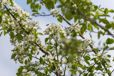 Low angle view of flowering plant against sky