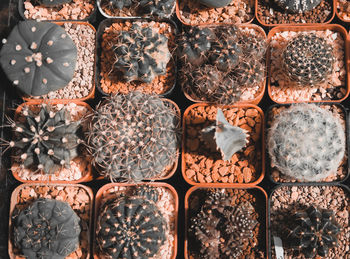 Full frame shot of potted plants